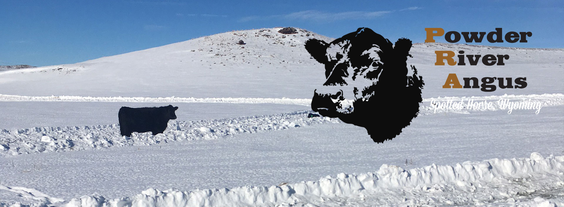 Powder River Angus